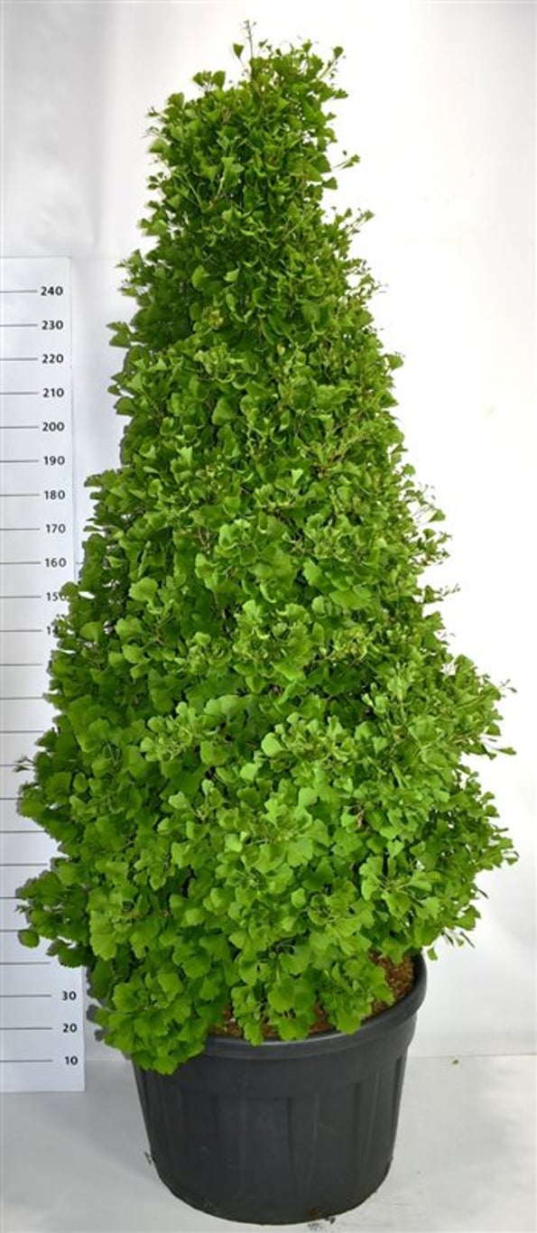 Ginkgo bil. 'Fastigiata Blagon' - C200 200-225 CM